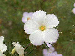 Leptosiphon grandiflorus