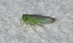 Chlorotettix viridius