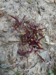 Euphorbia ipecacuanhae