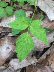 Rubus pubescens