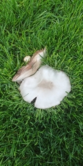 Fungi