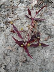 Euphorbia ipecacuanhae