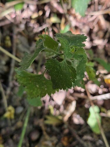 Black horehound