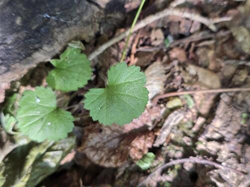 ground-ivy