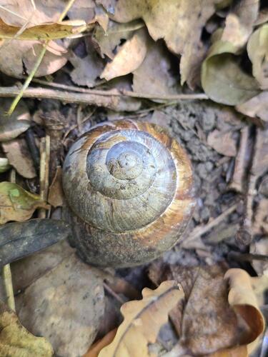 Turkish Snail