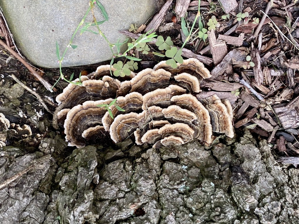 turkey-tail · September 2026 · photo: Photo: (c) Michael K. Oliver, Ph.D., some rights reserved (CC BY) · iNaturalist