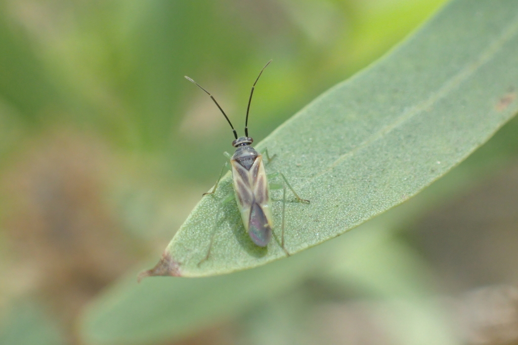 Orthotylus molliculus