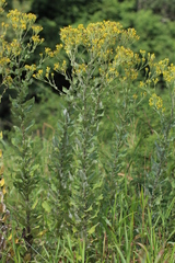 Senecio panduriformis