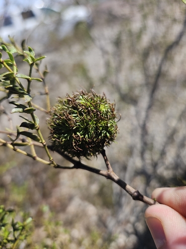 Large Creosote Gall Midge