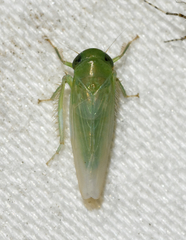 Chlorotettix viridius