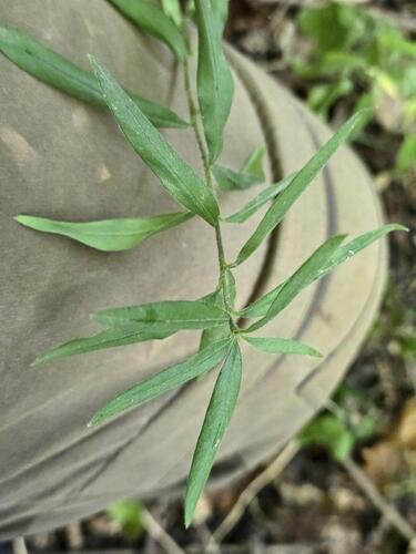 Aegonychon purpurocaeruleum, photograph 3