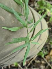 Aegonychon purpurocaeruleum, photograph (c) Сергей Голубев, some rights reserved (CC BY)