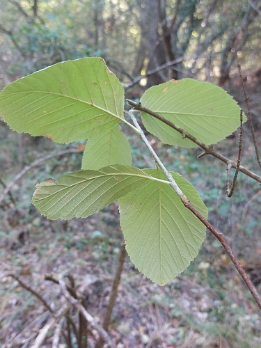 Whitebeam
