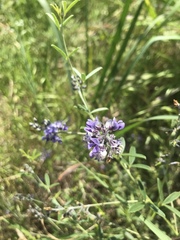 Pediomelum tenuiflorum