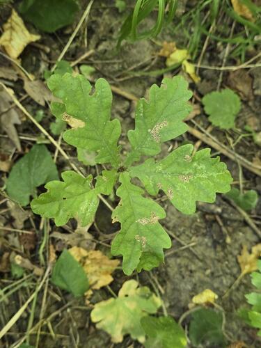 English oak