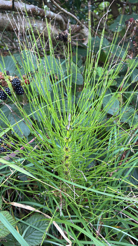 Equisetum font-queri