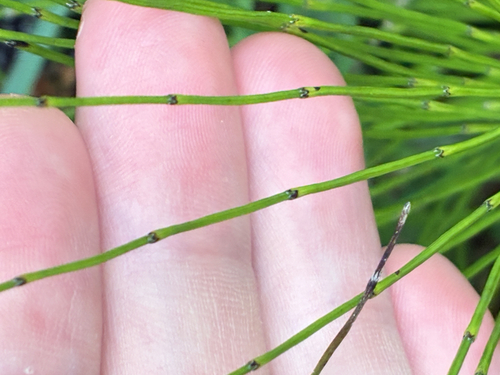 Equisetum × font-queri, photograph 3