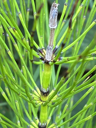 Equisetum × font-queri, photograph 1