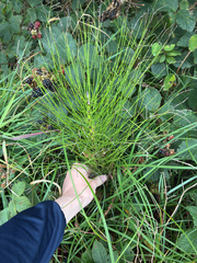 Equisetum × font-queri, photograph Rocco Lieghio, CC BY, iNaturalist via GBIF