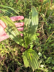Veratrum nigrum, photograph author not stated, no rights reserved