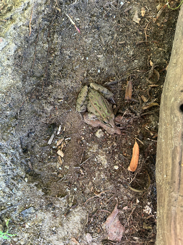 Southern Leopard Frog