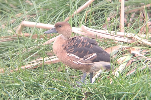 iNaturalist image