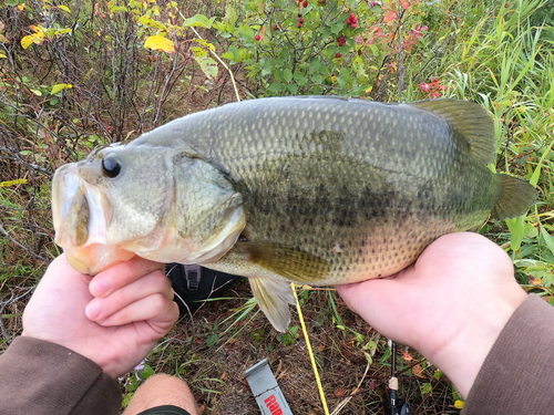 Largemouth Bass