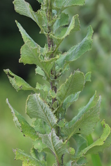 Senecio panduriformis