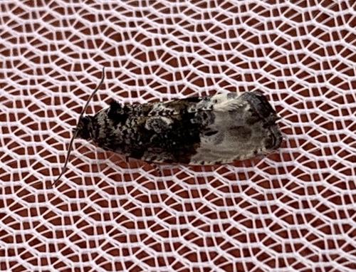 Green Budworm Moth photo 3