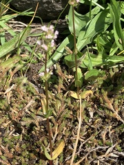 Plectritis congesta brachystemon