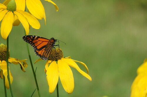 Monarch