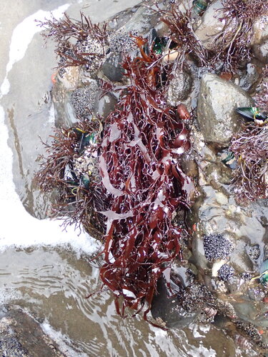 Pachymenia observed 2026-08-23