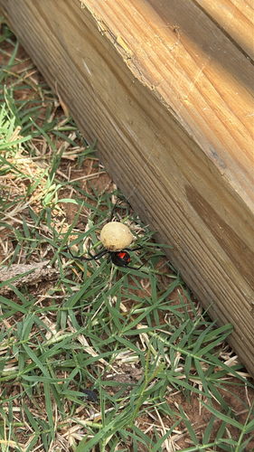 Southern Black Widow