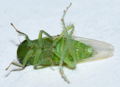 Chlorotettix viridius