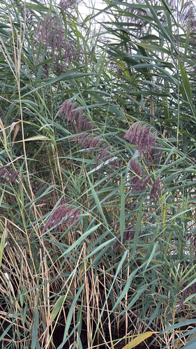 common reed