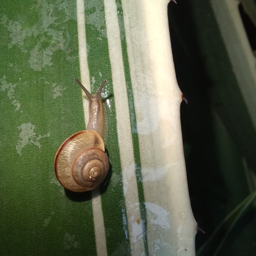 Asian Tramp Snail