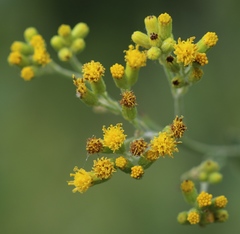 Senecio panduriformis