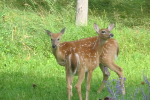 White-tailed Deer