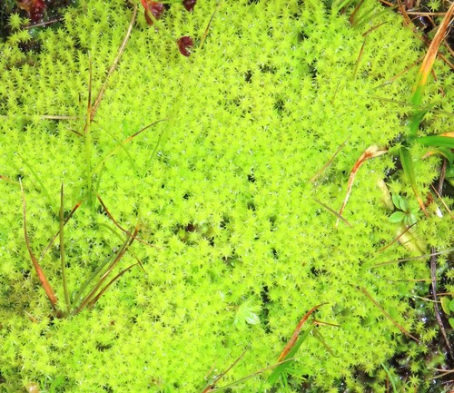 Diobelonella palustris observed 2026-09-03