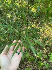 Arundinaria gigantea, photograph author not stated, no rights reserved