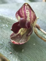 Pleurothallis restrepioides