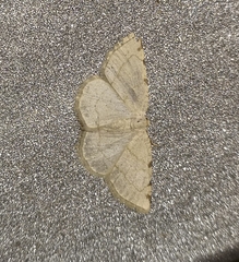 Stegania trimaculata