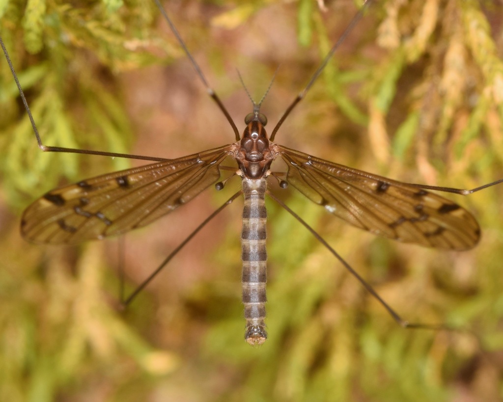 Neolimonia rara