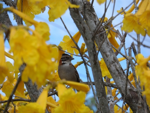 Rufous-collared Sparrow