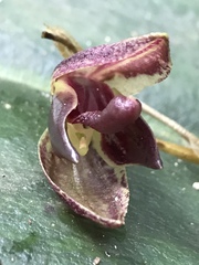 Pleurothallis restrepioides