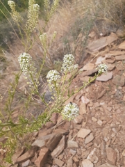Lepidium thurberi
