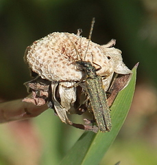 Oedemera lurida