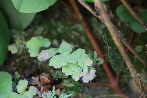 Adiantum chilense, photograph 4