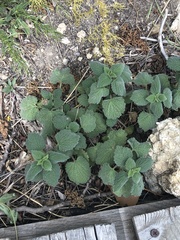 Marrubieae