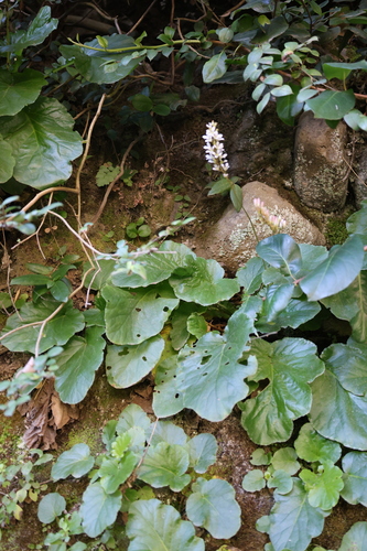 Francoa appendiculata, photograph 6